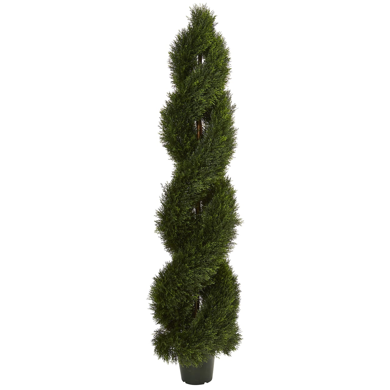 6ft. Potted Double Pond Cypress Spiral Topiary Tree